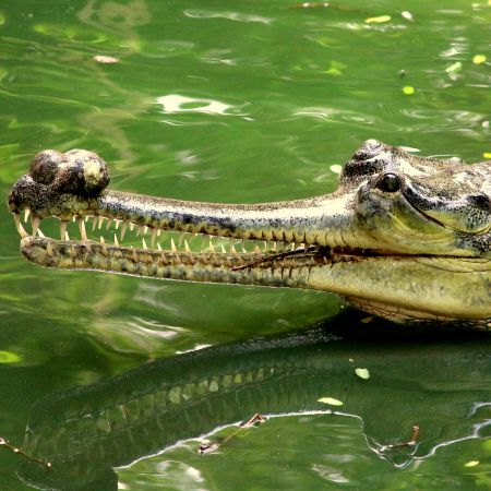 The Madras Crocodile Bank Trust & Centre for Herpetology